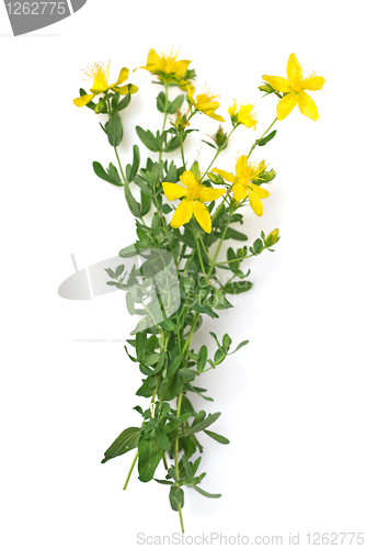 Image of St Johns wort isolated on white