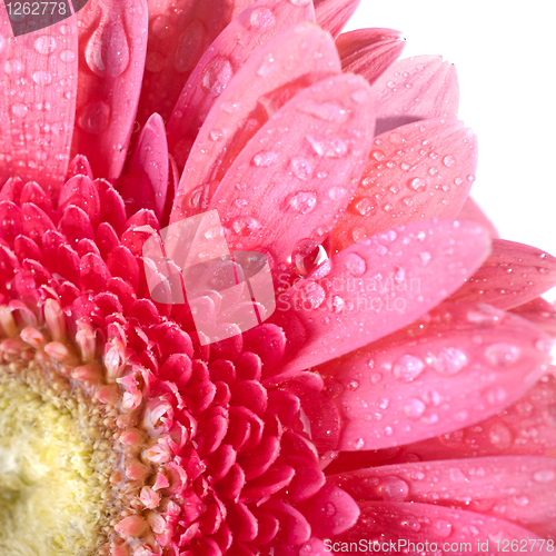 Image of Pink daisy-gerbera with water drops isolated on white