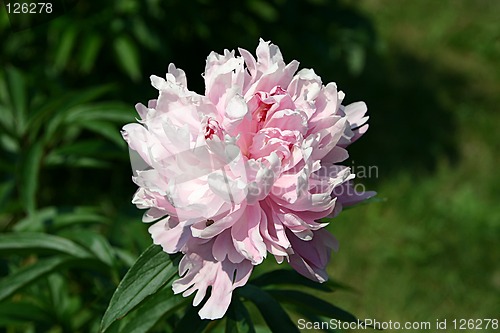 Image of peony