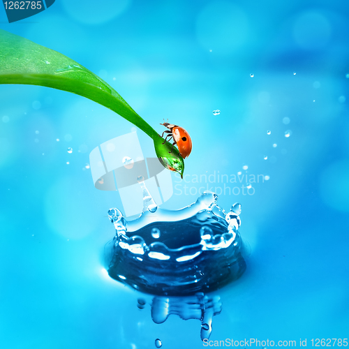 Image of lady bug on green leaf and water splash