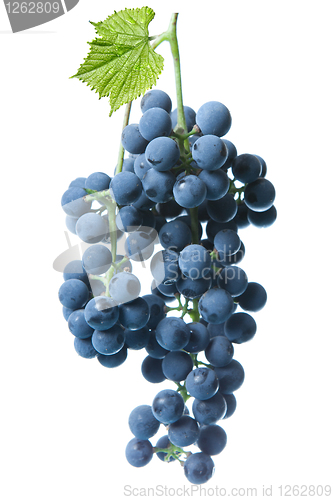 Image of blue grape with green leaf isolated on white 