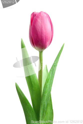 Image of pink tulip isolated on white