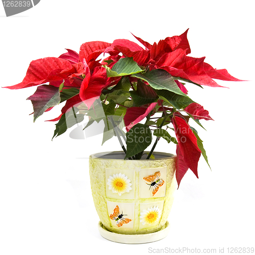 Image of christmas flower