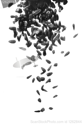 Image of black sunflower seeds falling down on white background