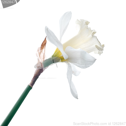 Image of white narcissus isolated on white background