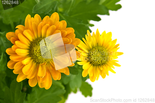 Image of yellow chrysanthemum bouquet isolated on white