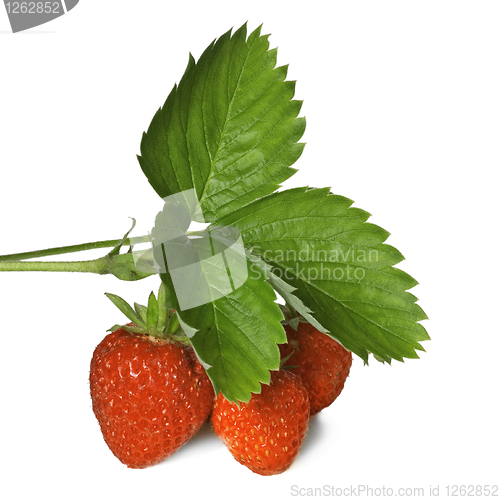 Image of Strawberry with leaves isolated on white