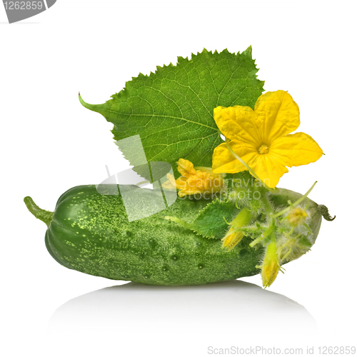 Image of green cucumber with leaves and flower isolated on white