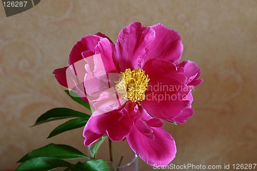 Image of peony