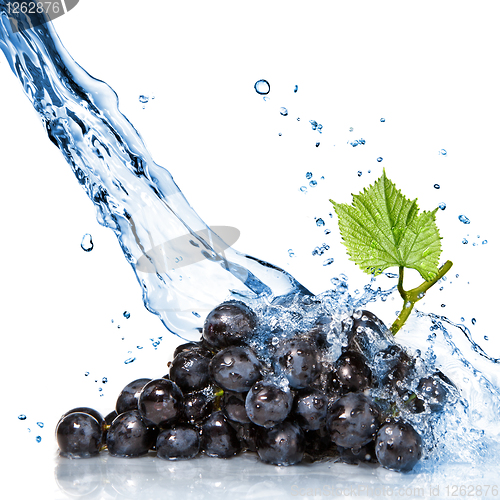 Image of blue grape with water splash isolated on white