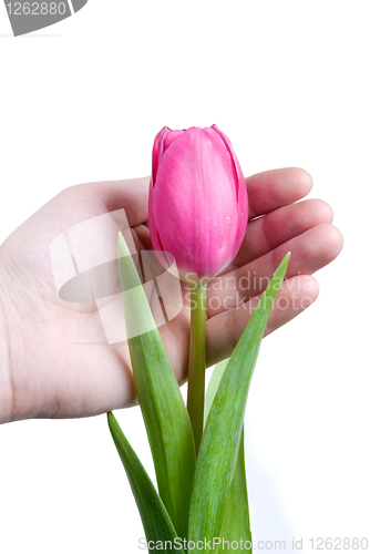 Image of hand and pink tulip isolated on white