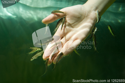 Image of Hand in water with fishes (Fish spa for skin care)