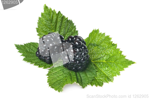 Image of blackberry with green leaf isolated on white