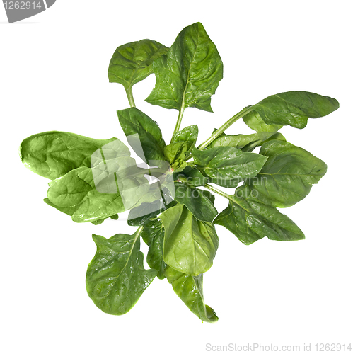 Image of green spinach isolated on white