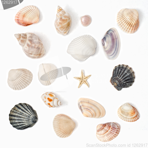 Image of various color shell isolated on white