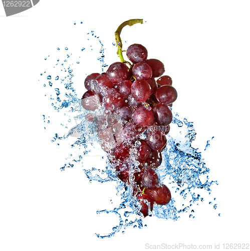 Image of blue grape with water splash isolated on white