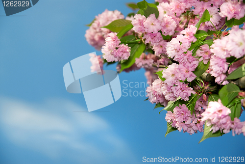 Image of spring blossom of purple sakura against blue sky