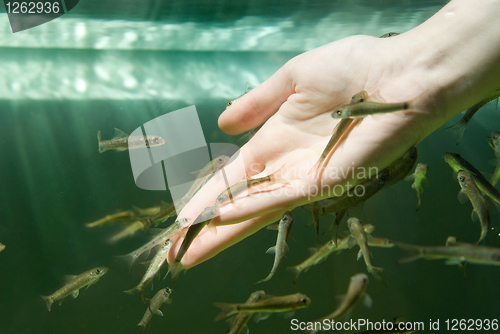 Image of Hand in water with fishes (Fish spa for skin care)