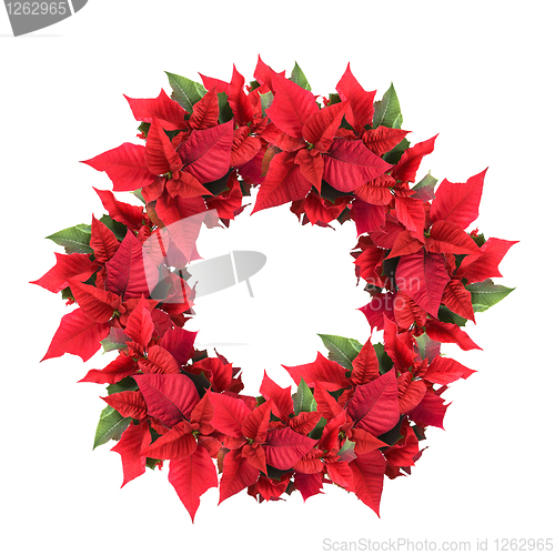 Image of christmas wreath from poinsettia
