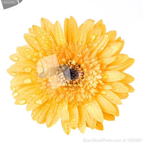 Image of Macro of yellow daisy-gerbera head isolated on white