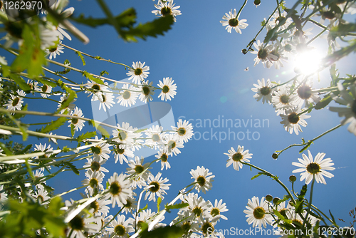 Image of white chamomiles against blue sky and sun