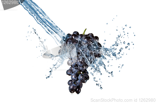 Image of blue grape with water splash isolated on white