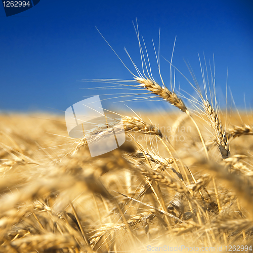 Image of golden wheat against blue sky