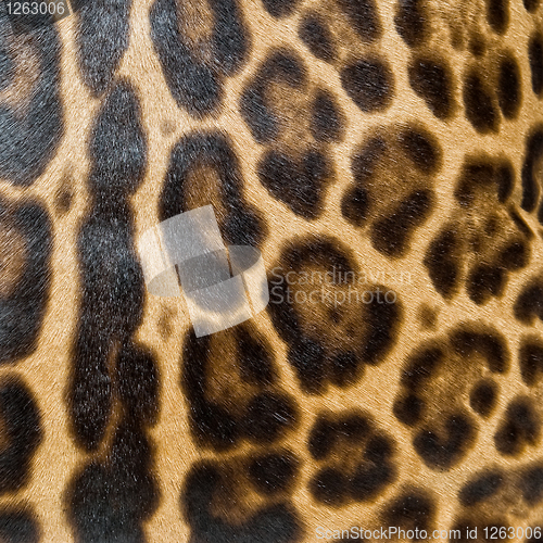 Image of Leopard skin background