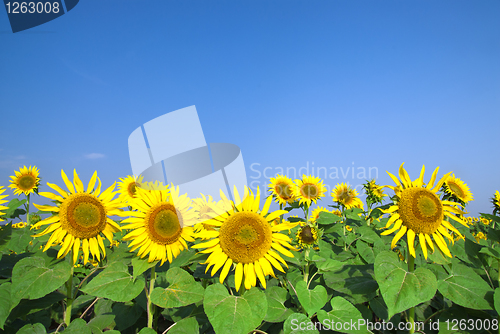 Image of sunflower field over blue sky