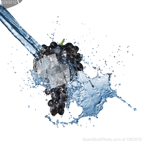 Image of blue grape with water splash isolated on white