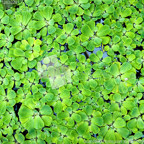 Image of background from green duckweed in water