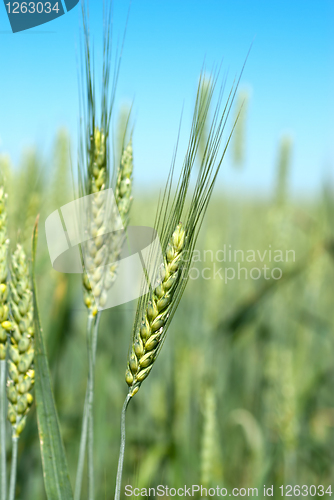 Image of green wheat