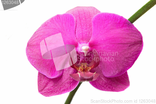 Image of close-up pink orchid isolated on white
