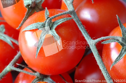 Image of Vine tomatoes