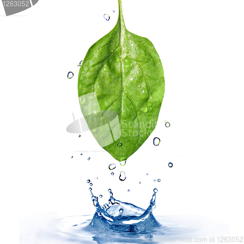 Image of green spinach leaf with water drops and splash isolated on white