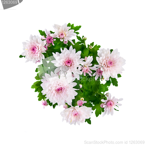 Image of purple chrysanthemum bouquet isolated on white