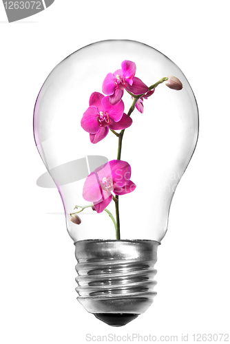 Image of Natural energy concept. Light bulb with pink orchid isolated on 