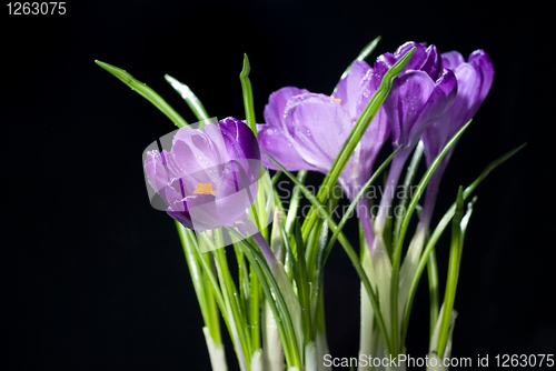Image of crocus bouquet isolated on black