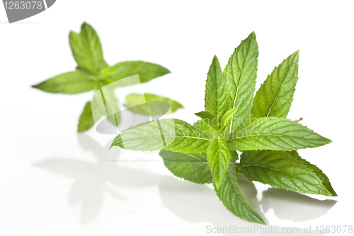Image of green mint isolated on white