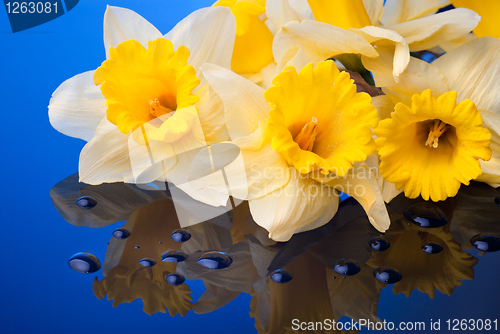 Image of yellow narcissus on blue background with water drops