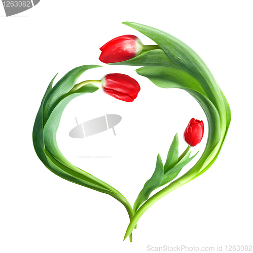 Image of heart from red tulips isolated on white