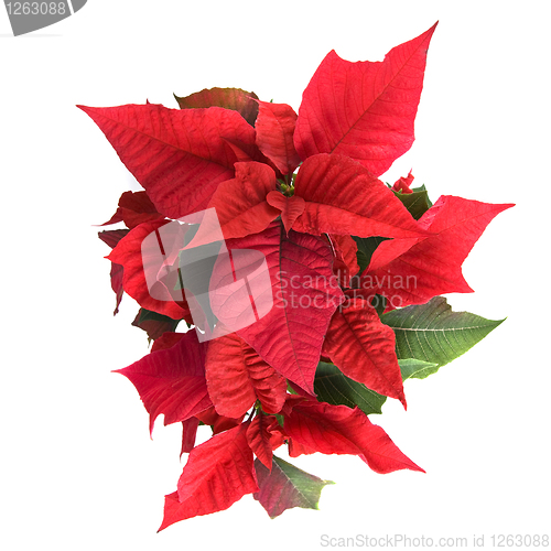 Image of christmas flower