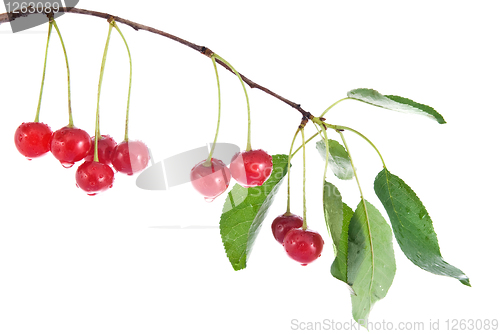 Image of red cherry with leaves and water drops isolated on white