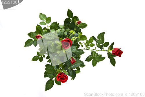 Image of red rose bouquet isolated on white