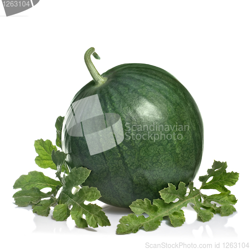 Image of watermelon with leaves isolated on white