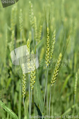 Image of green wheat