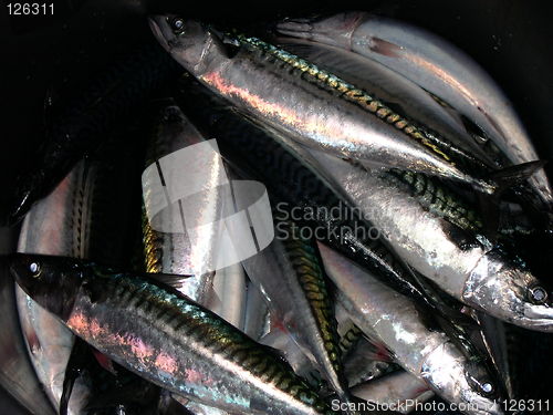 Image of mackerel in a bucket