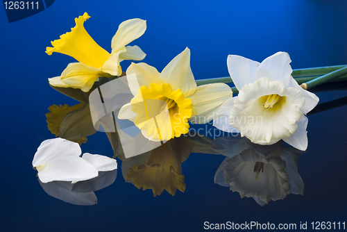 Image of yellow and white narcissus on blue background