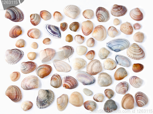 Image of various color shell isolated on white