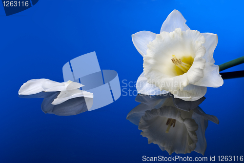 Image of white narcissus on blue background